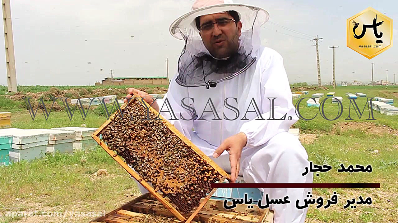 تشریح کندو(حجره ها و شاخون)