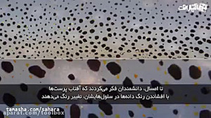آفتاب پرست چگونه رنگ خود را تغ...