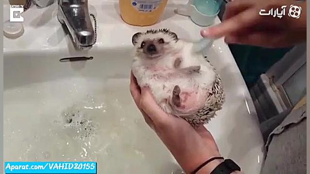 جوجه تیغی بامزه در حال حمام کر...