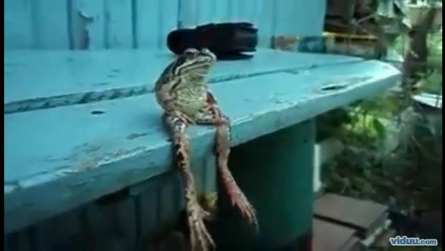 نشستن جالب قورباقه