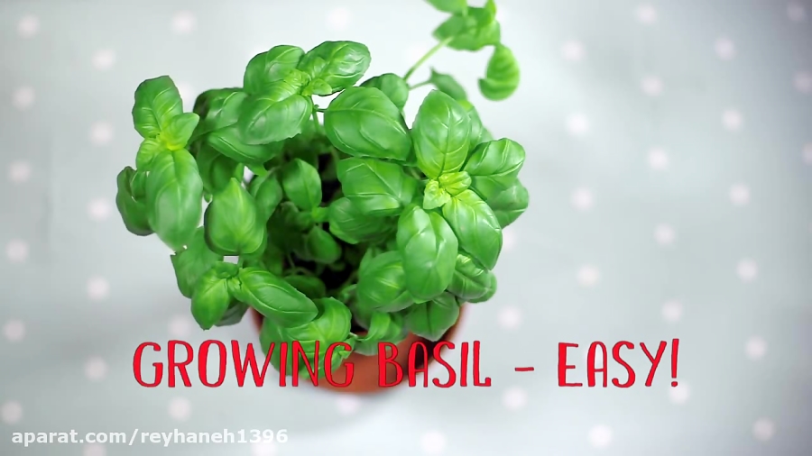 CBeebies | How To Grow Basil | Down On The Farm