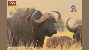 ترانه شاد کودکانه مجموعه آموزش...