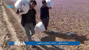 خراسان شمالی برداشت زعفران در...