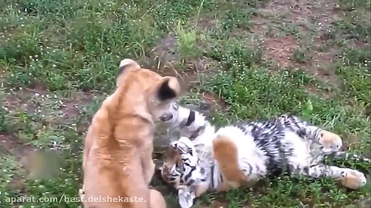 فیلم های واقعی از دوستی های عج...