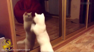 واکنش خنده دار گربه بعد دیدن خ...