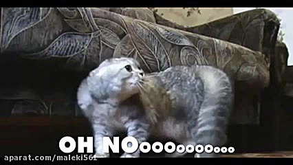 گربه های خول و چل !!!