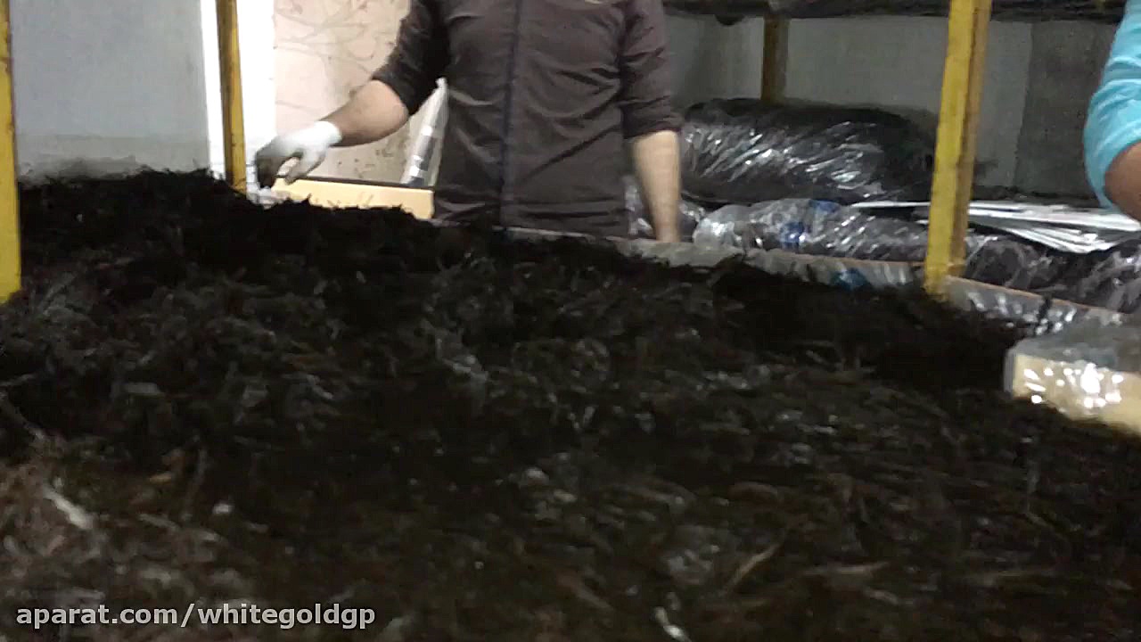 آموزش پرورش قارچ بصورت آنلاین...