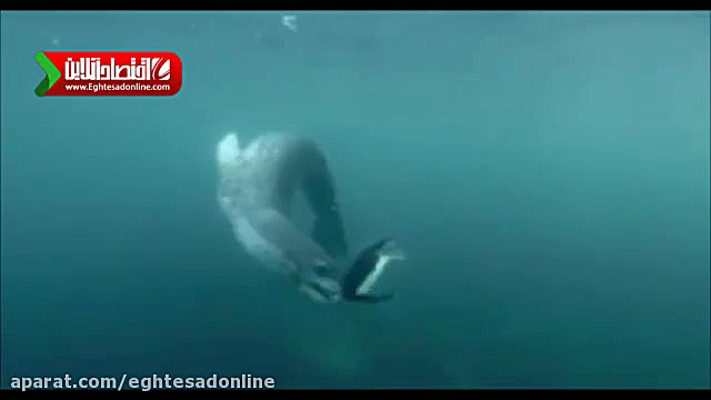 شکار پنگوئن ها