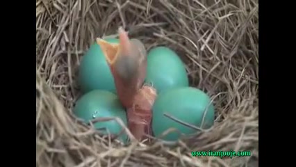 به دنیا آمدن جوجه سینه سرخ!