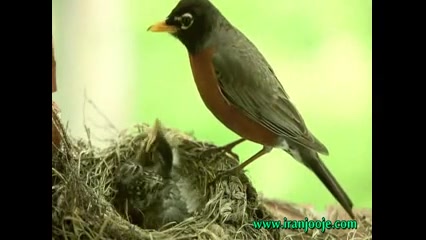 غذا دادن سینه سرخ به جوجه اش!