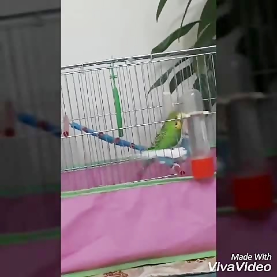 جفت گیری مرغ عشق