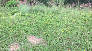 خیزش پادشاه؟ عکس های درز شده ا...