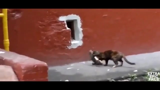 احمق ترین گربه دنیا و جهان