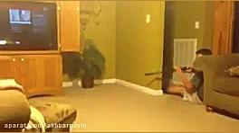 شکار عجیب و خطرناک یک موش با ت...