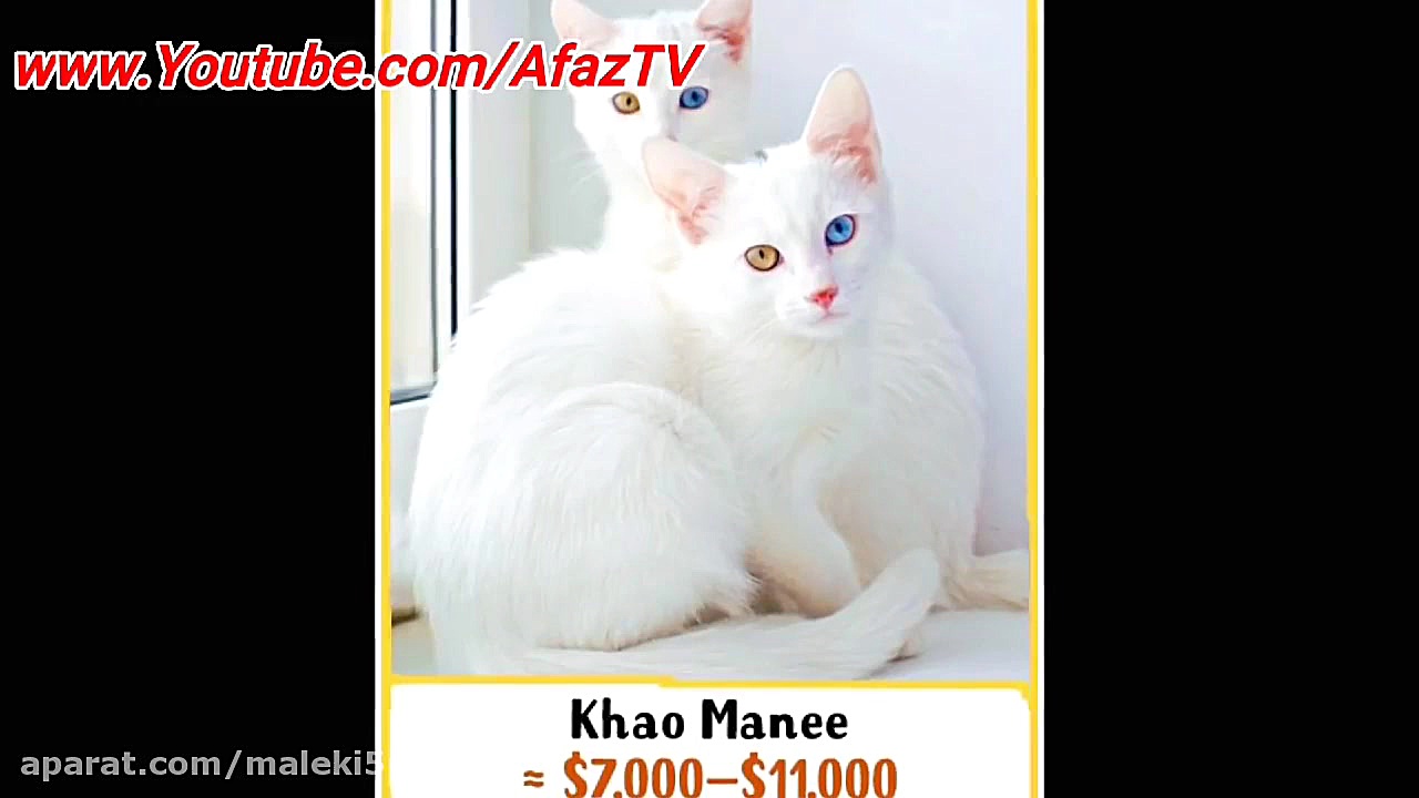 ۱۰ تا از عجیب ترین و گرانترین...