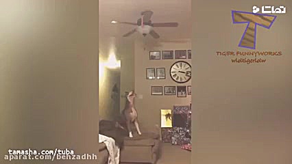 حیوانات خانگی بامزه 3 240