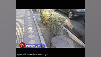 قطع درختان خیابان ظفر در تهران