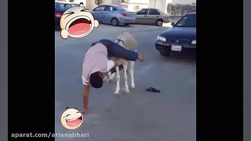 خنده دارترین و باحال ترین خر س...