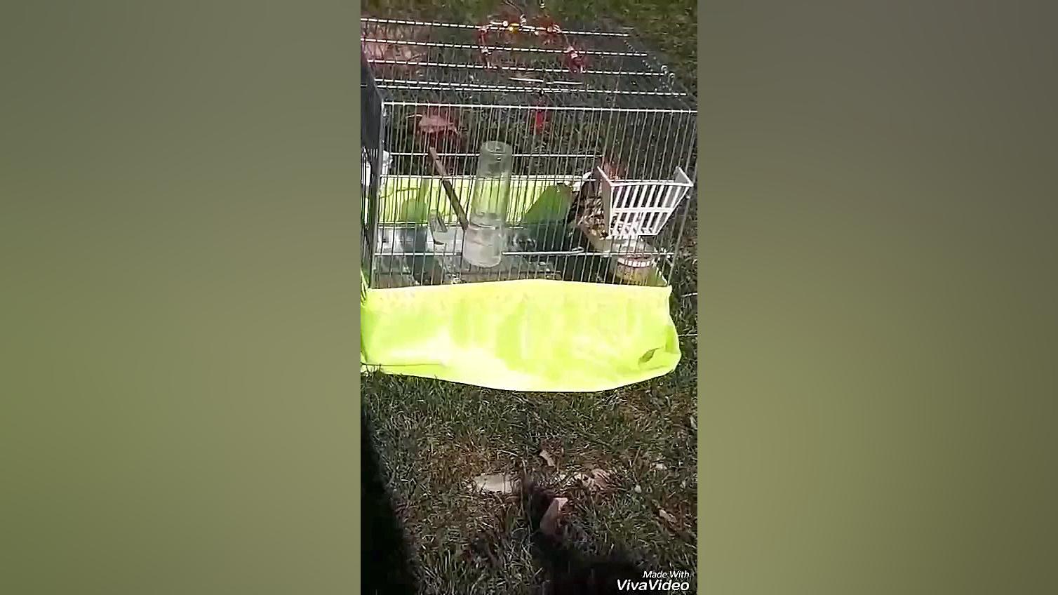 سهره قناری تازه مست دهن لر