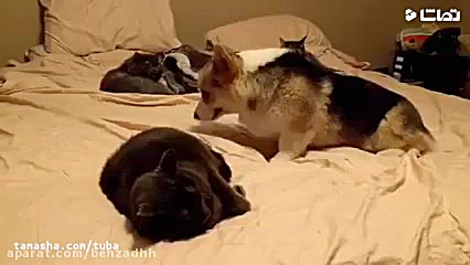 وقتی گربه حوصله تو رو نداره