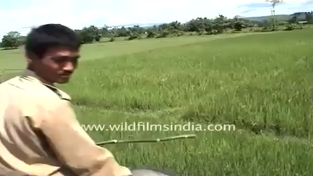 حمله ببر به فیل و انسان