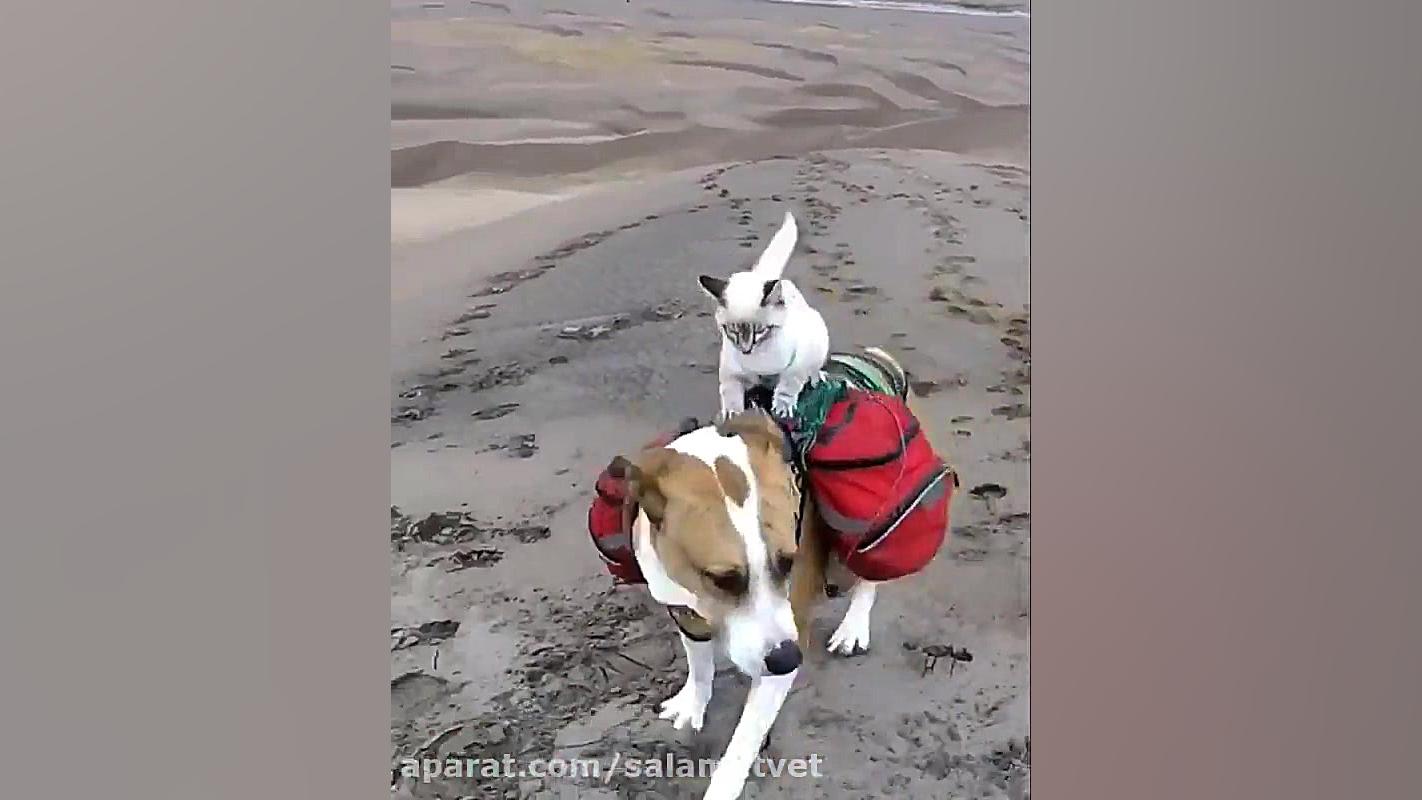 سگ و گربه ای که با هم سفر می ک...