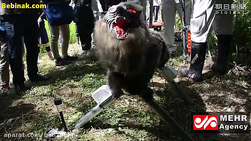 ژاپنی ها برای همه چیز ربات می...