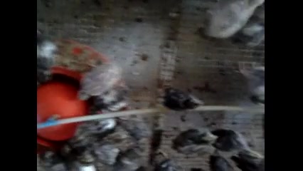 جوجه بلدرچین ،بلدرچین ، قفس جو...