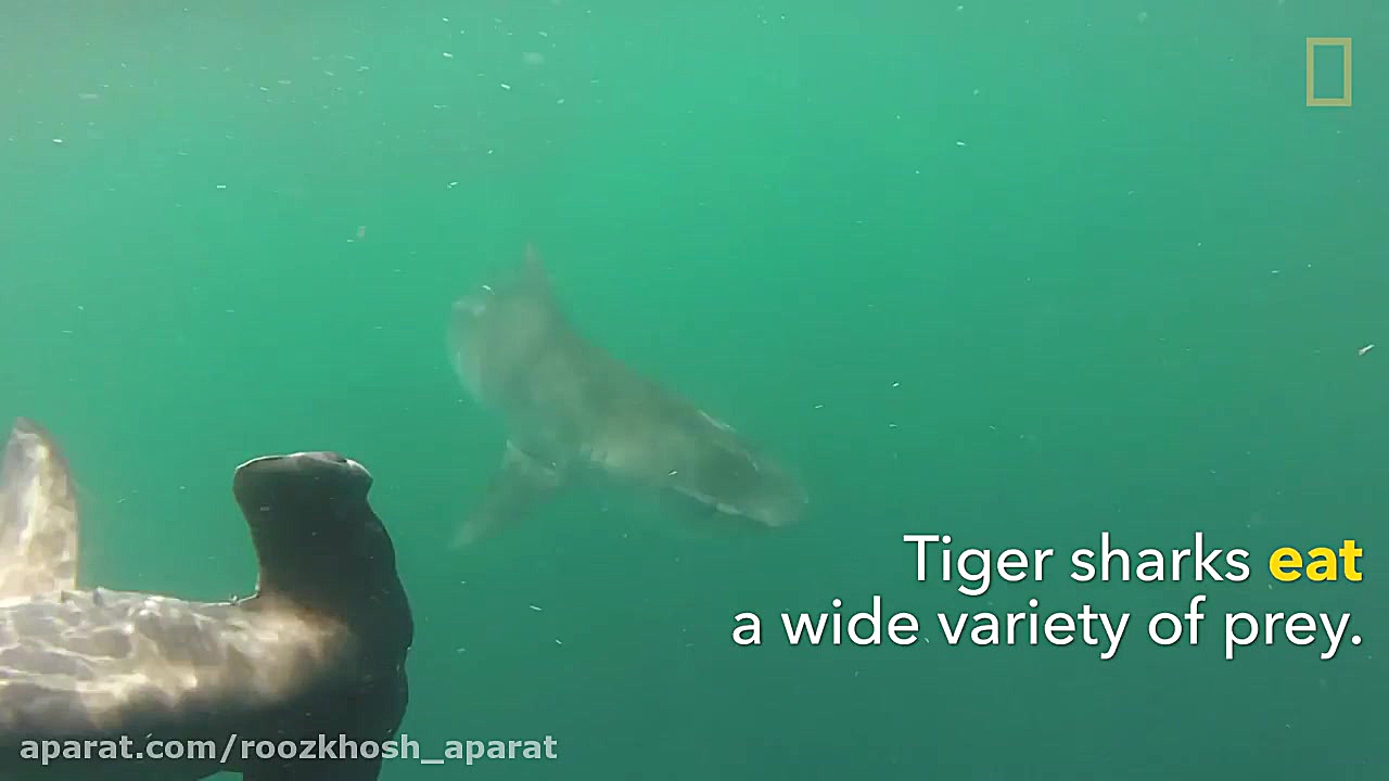 نبرد کوسه ماهی چکشی و کوسه ببر...