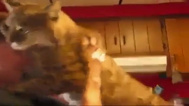 دوستی بین پسر و گربه ی وحشی