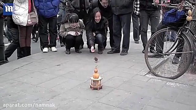 پرنده ای که فرق سکه با ارزش و...