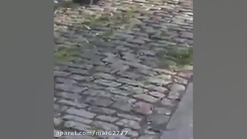 شکار کبوتر توسط موش