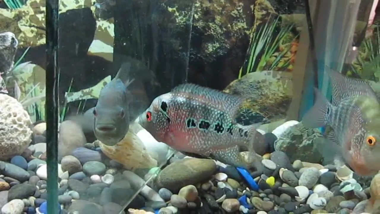 [جفت گیری و تخم ریزی فلاور هور...