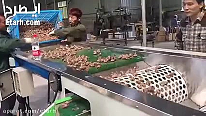 دستگاه سورت پیاز زعفران جهت کش...