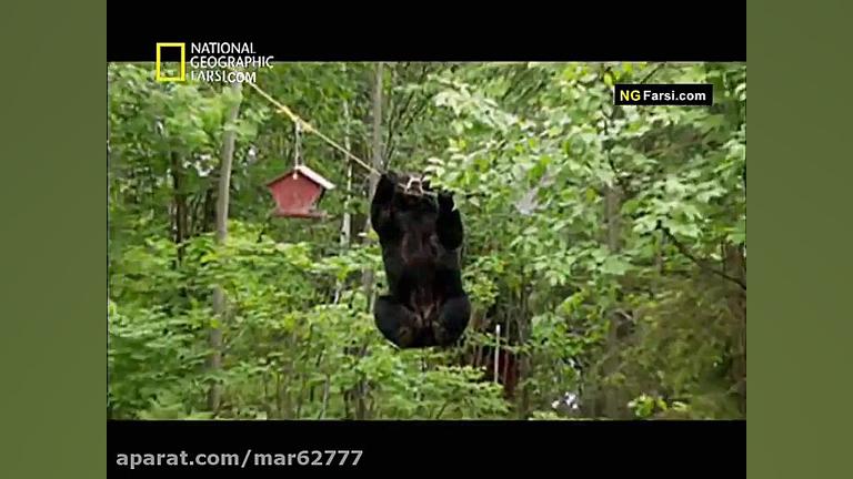 مستند در جستجوی قوی ترین خرس...
