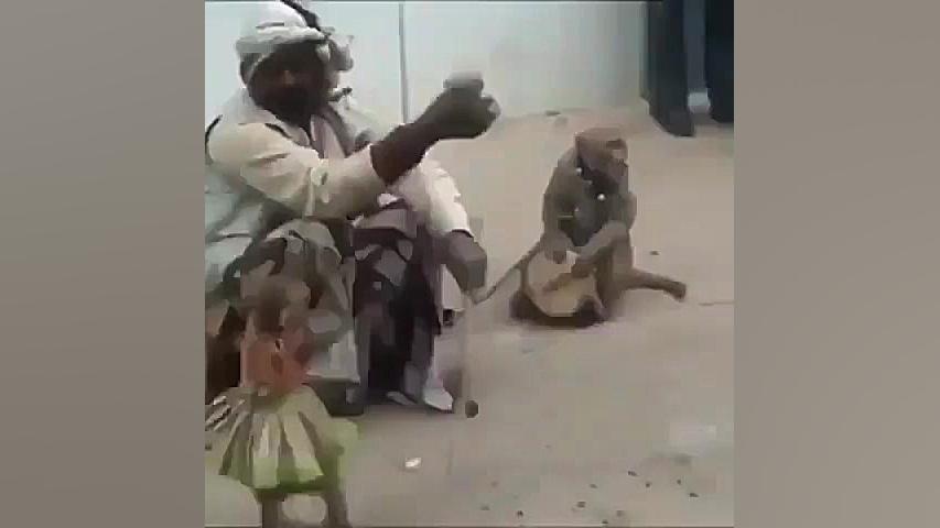 میمون رقاصه ایول