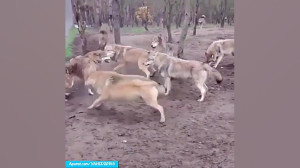 جنگ و نبرد دیدنی بین گرگ های و...