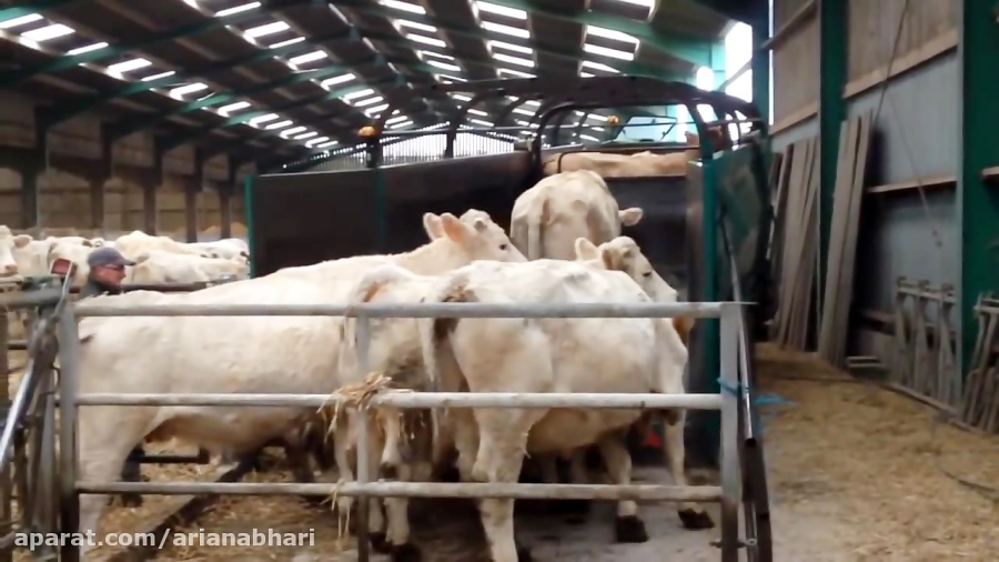 Pig Running Machine Intelligent Technology Modern Cow Transportation Horse Pig Mega Machine ...