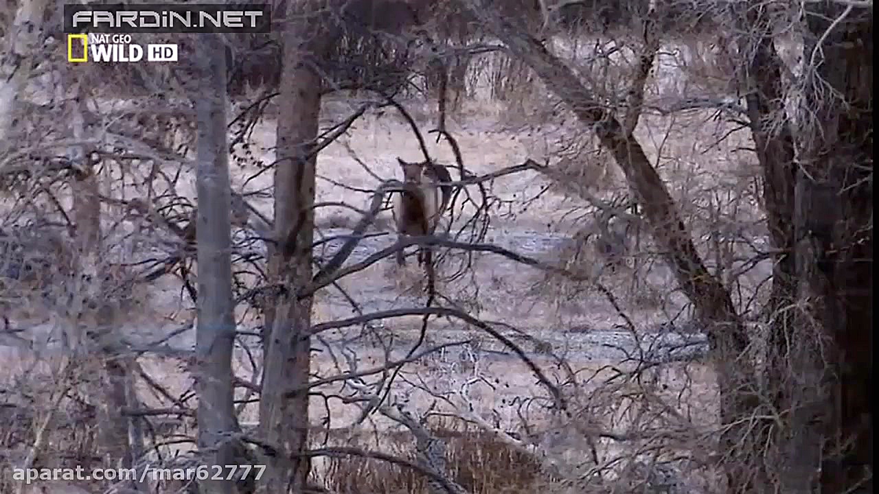 شکار گوزن بزرگ توسط گرگ های وح...