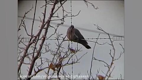 شکار با تفنگ بادی