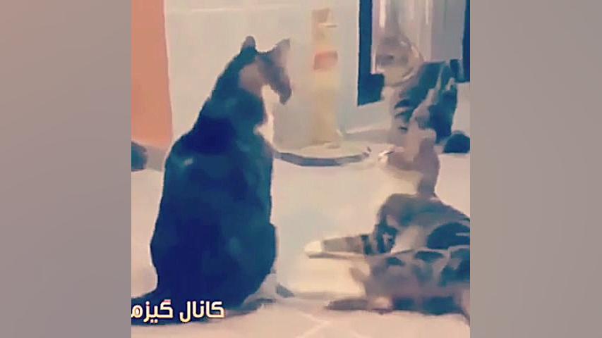 واکنش ایرانیها موقع زلزله