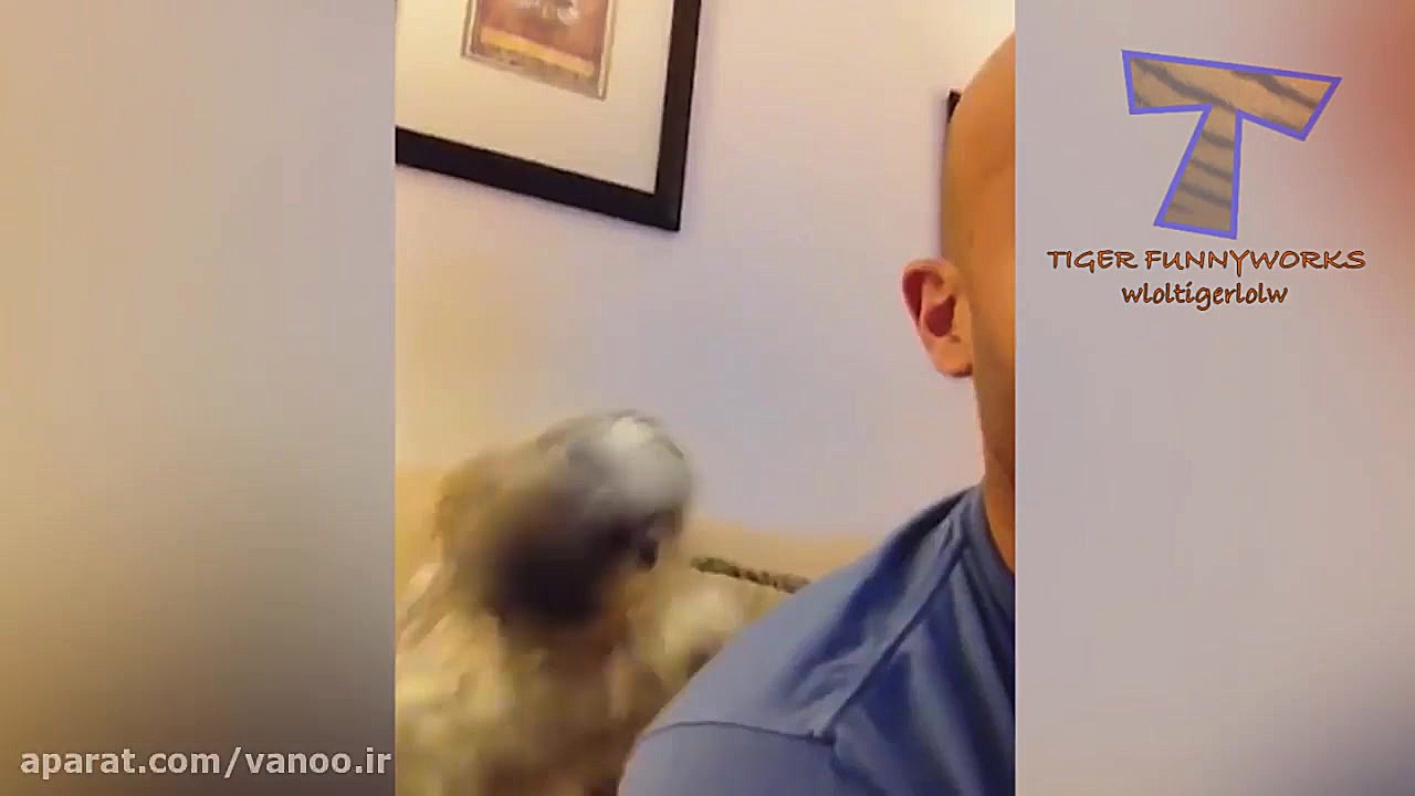 Dogs, man& 039;s best and funn...