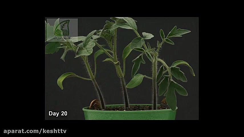 تایم لپس رشد گیاه گوجه فرنگی
