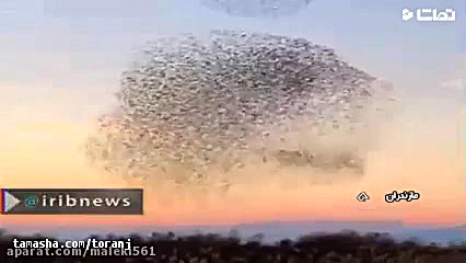 فیلم رقص زیبای پرندگان به صورت...