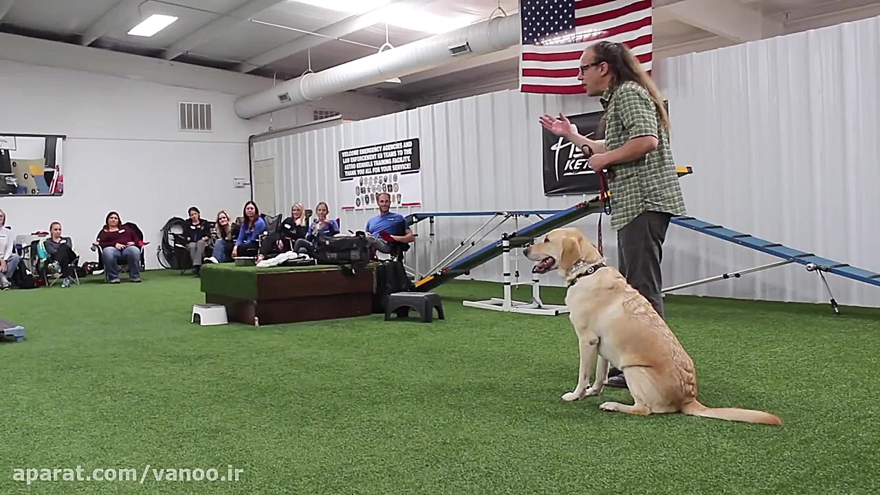 How to stop a jumping dog, dog...