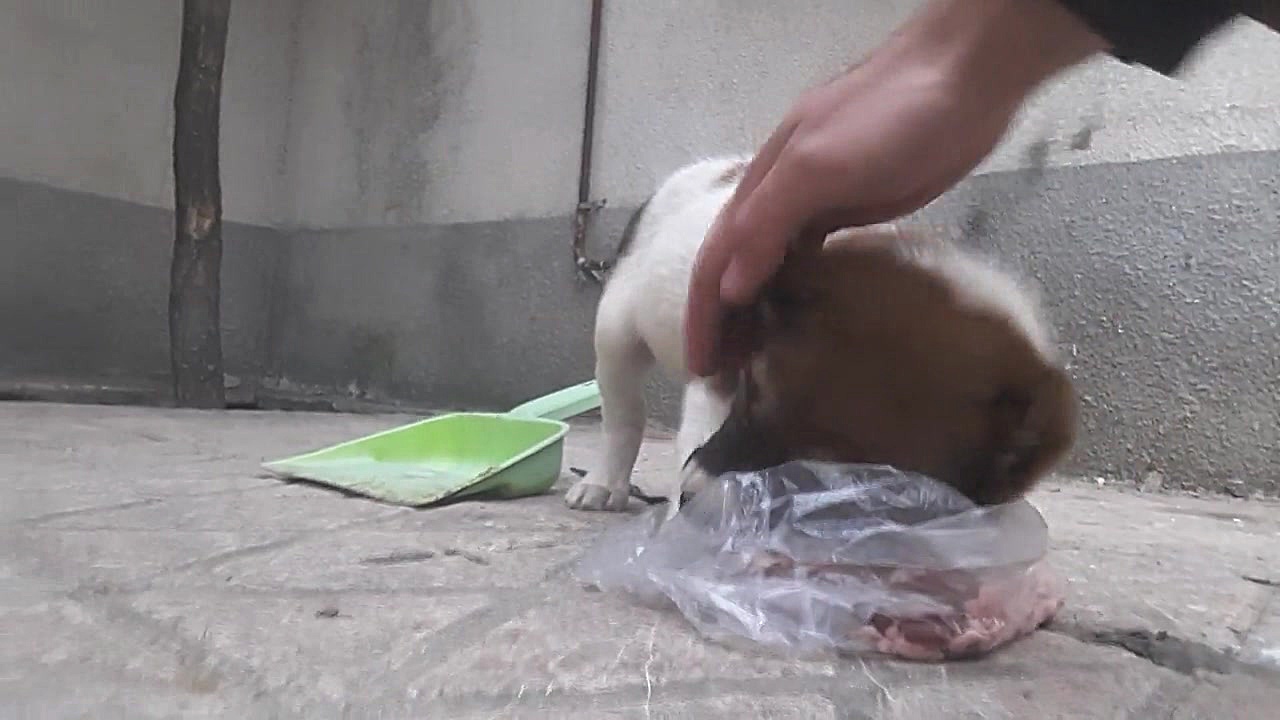 لات بازی توله افغان ۴۰ روزه تو...