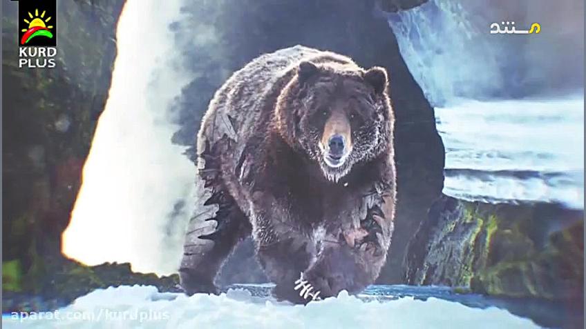 راز بقا  حیات وحش بالتیک