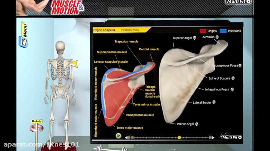 Muscle and Motion - Demo