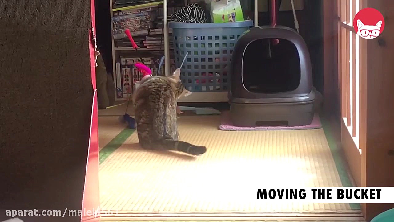 14 Funny Pet Videos Compilatio...