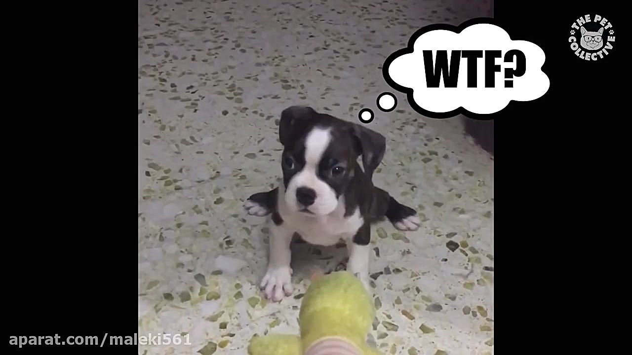 Funny Pet Video Countdown Comp...